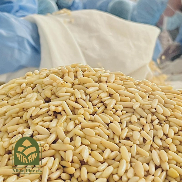 pine nut kernel